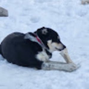 Meet your Posher, Ross